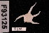  (Amphiophiura distincta - TOH_0987)  @11 [ ] Copyright (2010) Unspecified Museum Victoria