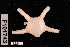  (Amphiophiura turgida - TOH_1005)  @11 [ ] Copyright (2010) Unspecified Museum Victoria
