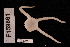  (Amphiophiura sordida - TOH_742)  @11 [ ] Copyright (2010) Unspecified Museum Victoria