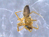  (Metaleptyphantes familiaris - 11973-D12)  @12 [ ] CreativeCommons - Attribution Non-Commercial Share-Alike (2011) David Porco ECODIV lab, Universite de Rouen