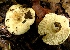  (Russula brevipes complex sp. 2 - GO-2008-76)  @11 [ ] Copyright (2008) Roberto Garibay-Orijel Universidad Nacional Autonoma De Mexico