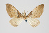  (Psaliodes sp. PSEO10 - Pl00015)  @13 [ ] Copyright (2010) Gunnar Brehm Research Collection of Gunnar Brehm