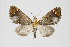  (Psaliodes sp. PSEO11 - Pl00016)  @14 [ ] Copyright (2010) Gunnar Brehm Research Collection of Gunnar Brehm