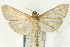  (Patania silicalis - CNCLEP00089878)  @15 [ ] CreativeCommons - Attribution Non-Commercial Share-Alike (2011) Jean-Francois Landry, CNC and Zhaofu Yang, BIO Canadian National Collections