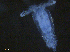  (Ergasilus caeruleus - Erg.G.Lg.WND.4.1)  @13 [ ] CreativeCommons - Attribution (2014) Sean Locke Centre for Biodiversity Genomics