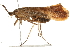  (Nemotaulius hostilis - 10BBCAD-008)  @15 [ ] CreativeCommons - Attribution (2010) Unspecified Centre for Biodiversity Genomics