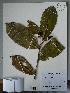  (Swartzia calophylla - AP-10638)  @11 [ ] Copyright (2053) Unspecified Columbus State University