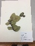  (Macleania rotundifolia - RLJ-11064)  @11 [ ] Copyright (2017) Unspecified Columbus State University