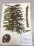  (Cyathea conjugata - RLJ-11087)  @11 [ ] Copyright (2017) Unspecified Columbus State University