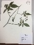  (Solanum juglandifolium - RLJ-11122)  @11 [ ] Copyright (2017) Unspecified Columbus State University