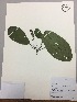  (Delostoma integrifolium - RLJ-11143)  @11 [ ] Copyright (2017) Unspecified Columbus State University