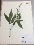  (Tovariaceae - RLJ-11291)  @11 [ ] Copyright (2017) Unspecified Columbus State University
