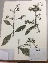  (Critoniopsis palaciosii - RLJ-11298)  @11 [ ] Copyright (2017) Unspecified Columbus State University