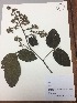  (Rubus bogotensis - RLJ-11387)  @11 [ ] Copyright (2017) Unspecified Columbus State University