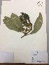  (Brunelliaceae - RLJ-11412)  @11 [ ] Copyright (2017) Unspecified Columbus State University