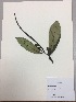  (Peperomia acuminata - RLJ-11430)  @11 [ ] Copyright (2017) Unspecified Columbus State University
