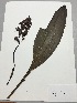  (Xylobium leontoglossum - kb-167)  @11 [ ] Copyright (2014) Unspecified Columbus State University