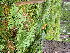  (Dennstaedtiaceae - EDNA23-0064998)  @11 [ ] CreativeCommons Attribution NonCommercial ShareAlike (2023) Andy Griffiths Royal Botanic Garden, Edinburgh