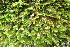  (Neckera crispa - EDNA20-0060281)  @11 [ ] CreativeCommons Attribution NonCommercial ShareAlike (2232) David Bell Royal Botanic Garden, Edinburgh