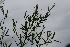  (Lathyrus pratensis - EDNA21-0061455)  @11 [ ] CreativeCommons Attribution NonCommercial ShareAlike (2021) Markus Ruhsam Royal Botanic Garden, Edinburgh