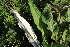  (Cirsium heterophyllum - EDNA21-0061466)  @11 [ ] CreativeCommons Attribution NonCommercial ShareAlike (2021) Markus Ruhsam Royal Botanic Garden, Edinburgh