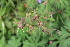  (Geranium pratense - EDNA21-0061468)  @11 [ ] CreativeCommons Attribution NonCommercial ShareAlike (2021) Markus Ruhsam Royal Botanic Garden, Edinburgh