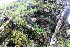  (Hymenophyllum tunbrigense - EDNA21-0061490)  @11 [ ] CreativeCommons Attribution NonCommercial ShareAlike (2021) Markus Ruhsam Royal Botanic Garden, Edinburgh