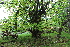  (Tilia platyphyllos - EDNA21-0060779)  @11 [ ] CreativeCommons Attribution NonCommercial ShareAlike (2021) Markus Ruhsam Royal Botanic Garden, Edinburgh