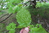  ( - EDNA21-0060779)  @11 [ ] CreativeCommons Attribution NonCommercial ShareAlike (2021) Markus Ruhsam Royal Botanic Garden, Edinburgh