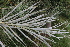  ( - EDNA21-0061470)  @11 [ ] CreativeCommons Attribution NonCommercial ShareAlike (2021) Markus Ruhsam Royal Botanic Garden, Edinburgh