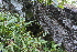  (Hymenophyllum wilsonii - EDNA21-0061489)  @11 [ ] CreativeCommons Attribution NonCommercial ShareAlike (2021) Markus Ruhsam Royal Botanic Garden, Edinburgh
