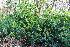  (Rhododendron ponticum - EDNA22-0062381)  @11 [ ] NonCommercial ShareAlike (2023) Markus Ruhsam Royal Botanic Garden Edinburgh