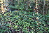  (Symphytum tuberosum - EDNA22-0062373)  @11 [ ] NonCommercial ShareAlike (2023) Markus Ruhsam Royal Botanic Garden Edinburgh
