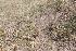  (Myosotis ramosissima - EDNA22-0062375)  @11 [ ] NonCommercial ShareAlike (2023) Markus Ruhsam Royal Botanic Garden Edinburgh