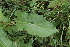  (Rumex obtusifolius - EDNA22-0062744)  @11 [ ] CreativeCommons  Attribution Non-Commercial Share-Alike (2023) Markus Ruhsam Royal botanic Garden Edinburgh