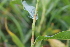  (Persicaria amphibia - EDNA22-0062745)  @11 [ ] CreativeCommons  Attribution Non-Commercial Share-Alike (2023) Markus Ruhsam Royal botanic Garden Edinburgh