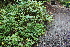  (Galeopsis tetrahit - EDNA22-0062760)  @11 [ ] NonCommercial ShareAlike (2023) Markus Ruhsam Royal Botanic Garden Edinburgh