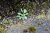  ( - EDNA23-0064318)  @11 [ ] CreativeCommons  Attribution Non-Commercial Share-Alike (2023) Markus Ruhsam Royal botanic Garden Edinburgh