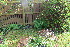  (Myrrhis odorata - EDNA23-0064320)  @11 [ ] CreativeCommons  Attribution Non-Commercial Share-Alike (2023) Markus Ruhsam Royal botanic Garden Edinburgh