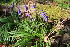  (Hyacinthoides non-scripta - EDNA23-0064650)  @11 [ ] CreativeCommons  Attribution Non-Commercial Share-Alike (2023) Markus Ruhsam Royal botanic Garden Edinburgh