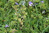  ( - EDNA23-0064323)  @11 [ ] CreativeCommons  Attribution Non-Commercial Share-Alike (2023) Markus Ruhsam Royal botanic Garden Edinburgh