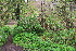  (Ribes uva-crispa - EDNA23-0064325)  @11 [ ] CreativeCommons  Attribution Non-Commercial Share-Alike (2023) Markus Ruhsam Royal botanic Garden Edinburgh