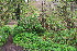  ( - EDNA23-0064325)  @11 [ ] CreativeCommons  Attribution Non-Commercial Share-Alike (2023) Markus Ruhsam Royal botanic Garden Edinburgh