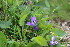  ( - EDNA23-0064326)  @11 [ ] CreativeCommons  Attribution Non-Commercial Share-Alike (2023) Markus Ruhsam Royal botanic Garden Edinburgh