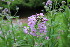  ( - EDNA23-0064589)  @11 [ ] CreativeCommons  Attribution Non-Commercial Share-Alike (2023) Markus Ruhsam Royal botanic Garden Edinburgh