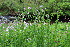  ( - EDNA23-0064589)  @11 [ ] CreativeCommons  Attribution Non-Commercial Share-Alike (2023) Markus Ruhsam Royal botanic Garden Edinburgh