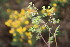  (Anthriscus caucalis - EDNA23-0064597)  @11 [ ] CreativeCommons  Attribution Non-Commercial Share-Alike (2023) Markus Ruhsam Royal botanic Garden Edinburgh