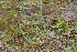  ( - EDNA23-0064605)  @11 [ ] CreativeCommons  Attribution Non-Commercial Share-Alike (2023) Markus Ruhsam Royal botanic Garden Edinburgh