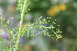 (Tripleurospermum inodorum - EDNA23-0064649)  @11 [ ] CreativeCommons  Attribution Non-Commercial Share-Alike (2023) Markus Ruhsam Royal botanic Garden Edinburgh