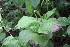  (Epipactis helleborine - EDNA23-0064948)  @11 [ ] NonCommercial ShareAlike (2023) Markus Ruhsam Royal Botanic Garden Edinburgh